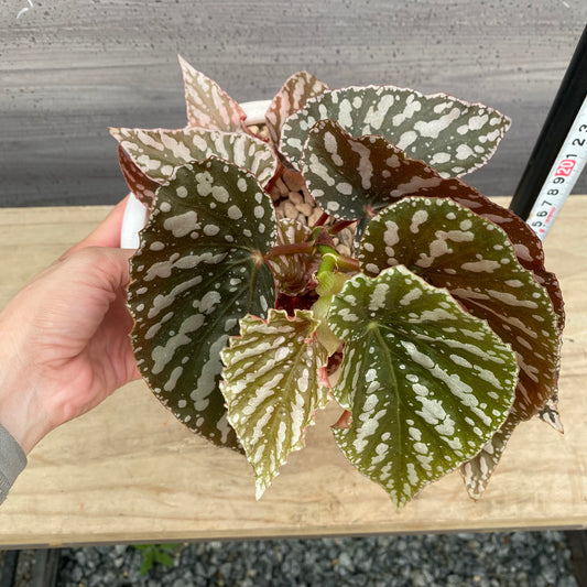 花郷園★木立性ベゴニア　紅白　白陶器鉢