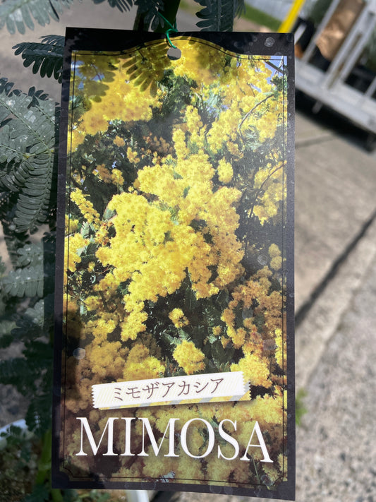 No.17008　ミモザアカシア　5号鉢