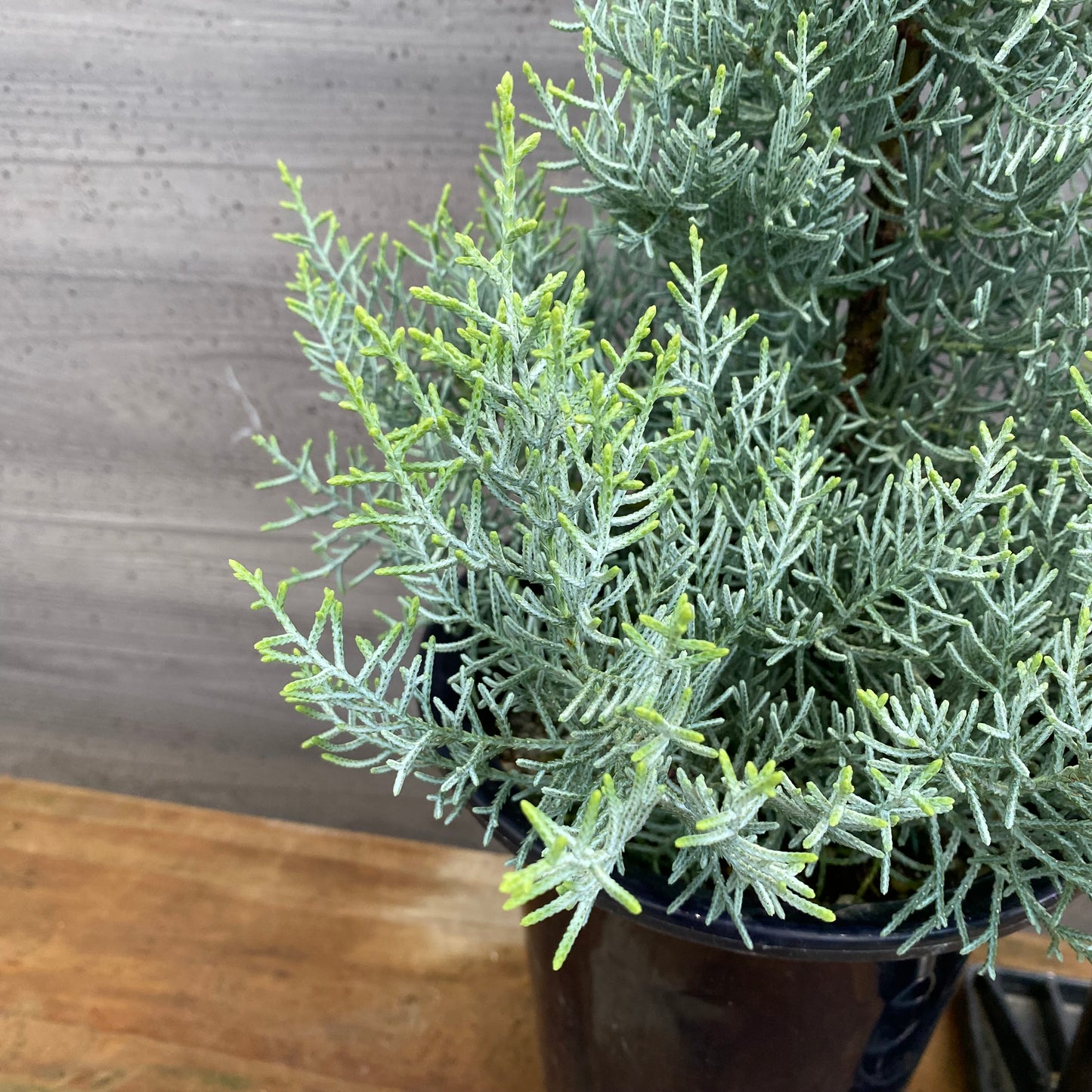 市場仕入れ即売会　No.25082　コニファー　サルフレア　6号鉢
