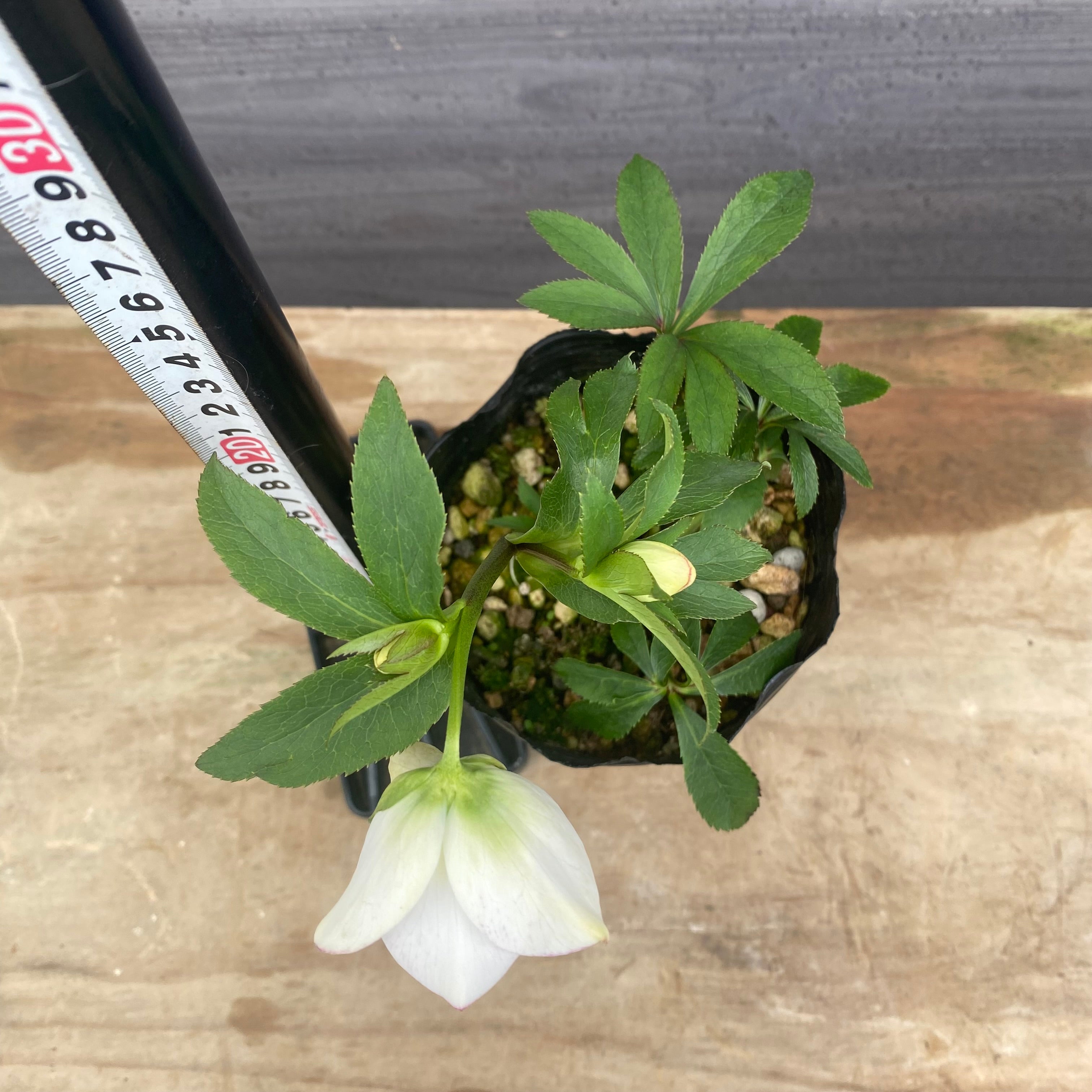 No.09049 クリスマスローズ11 4号苗ポット – 植物家族