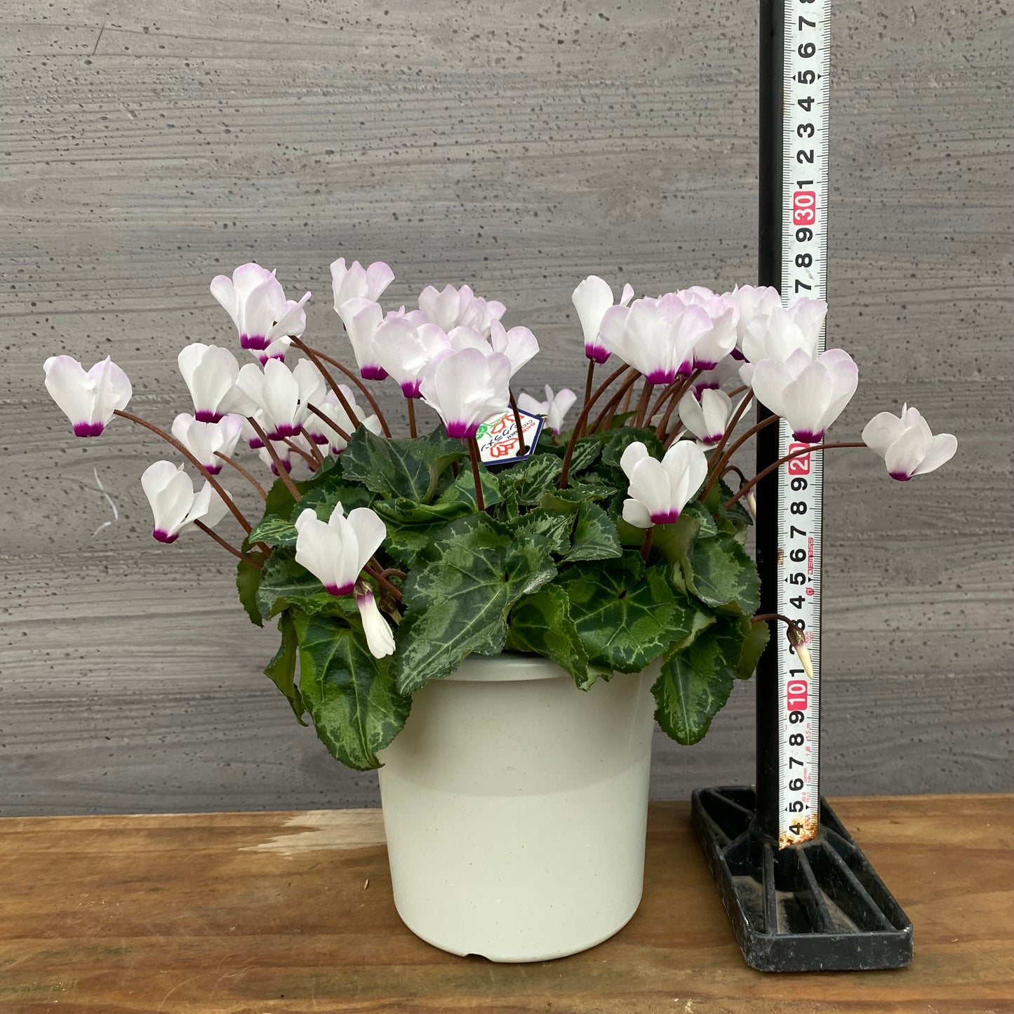 市場仕入れ即売会　No.25015　シクラメン　プリティカーブ　白　5号鉢