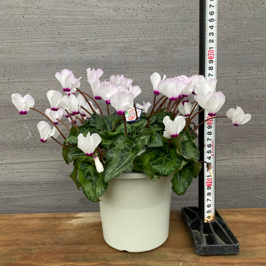 市場仕入れ即売会　No.25015　シクラメン　プリティカーブ　白　5号鉢