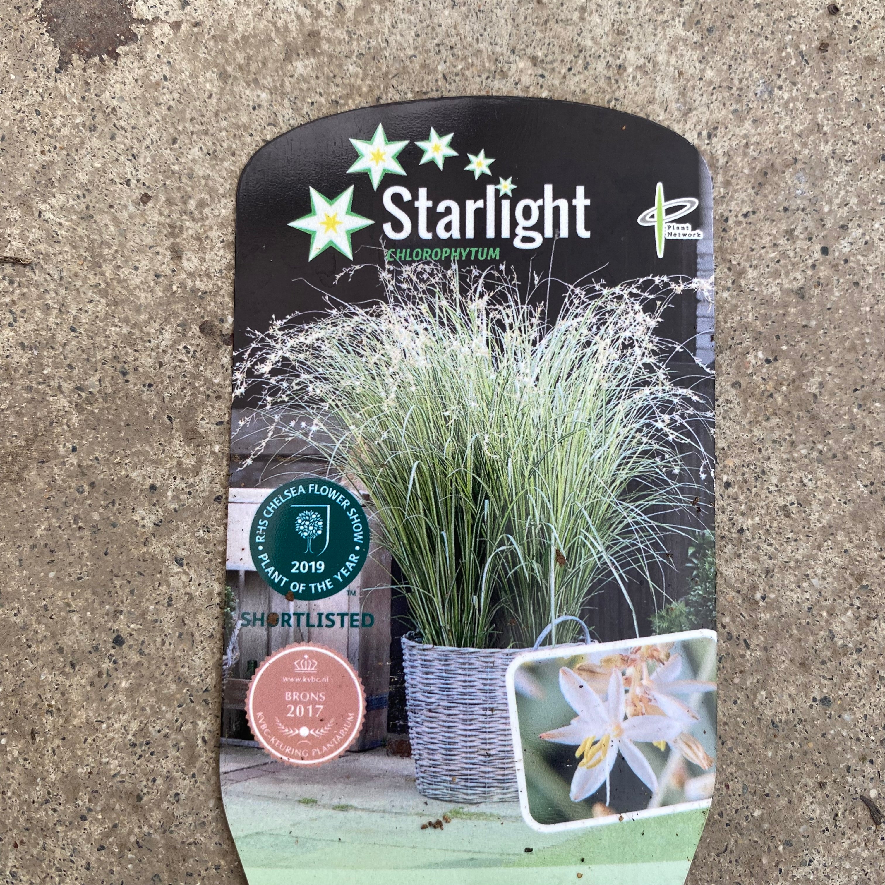 セボンスター　植物 Pickup 全ての商品 – 植物家族