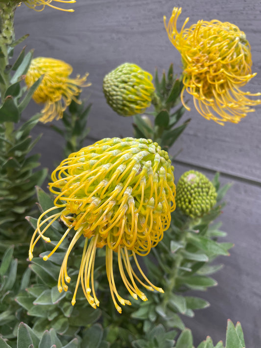 No.10002　リューコスペルマム　カーニバルイエロー　7号鉢