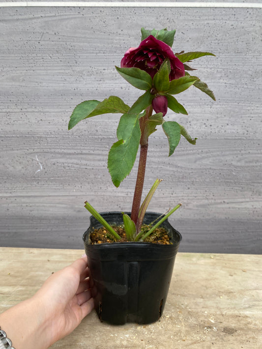 No.05136　横山園芸★クリスマスローズ　プリマドレス　5号苗ポット