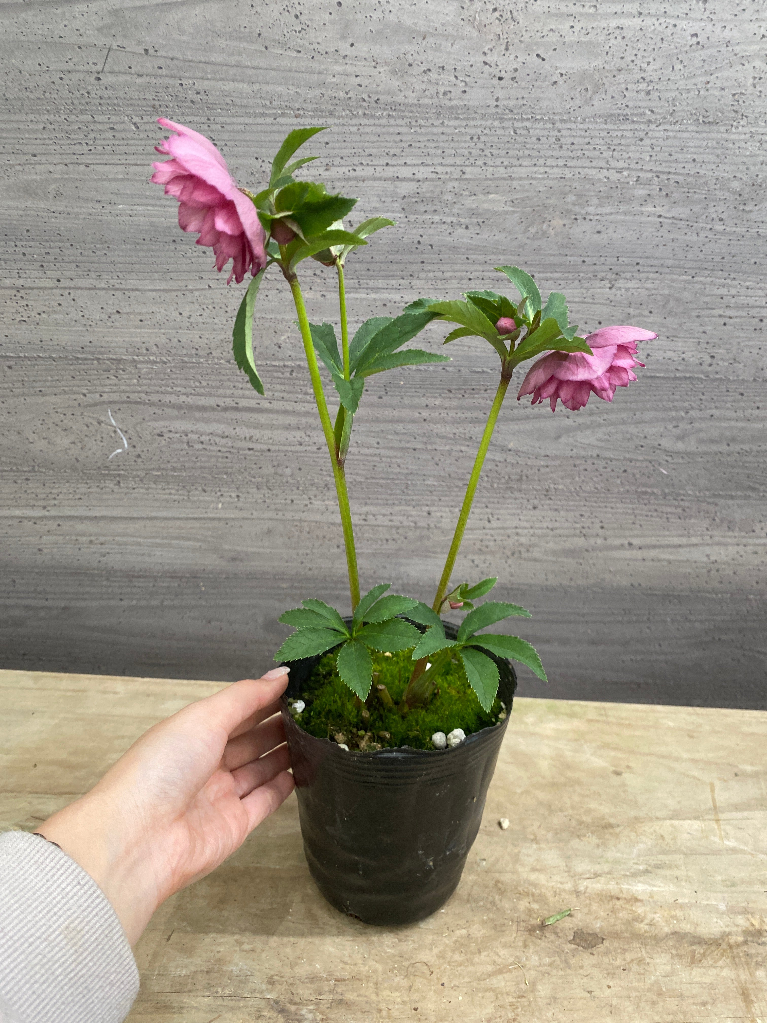 M069 クリスマスローズ 八重咲き 4号苗ポット – 植物家族