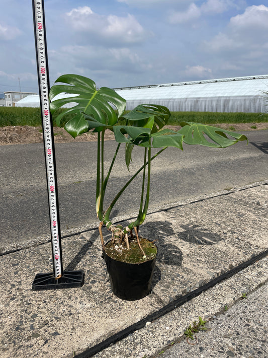 No.17018　モンステラ　デリシオーサ　5号苗ポット