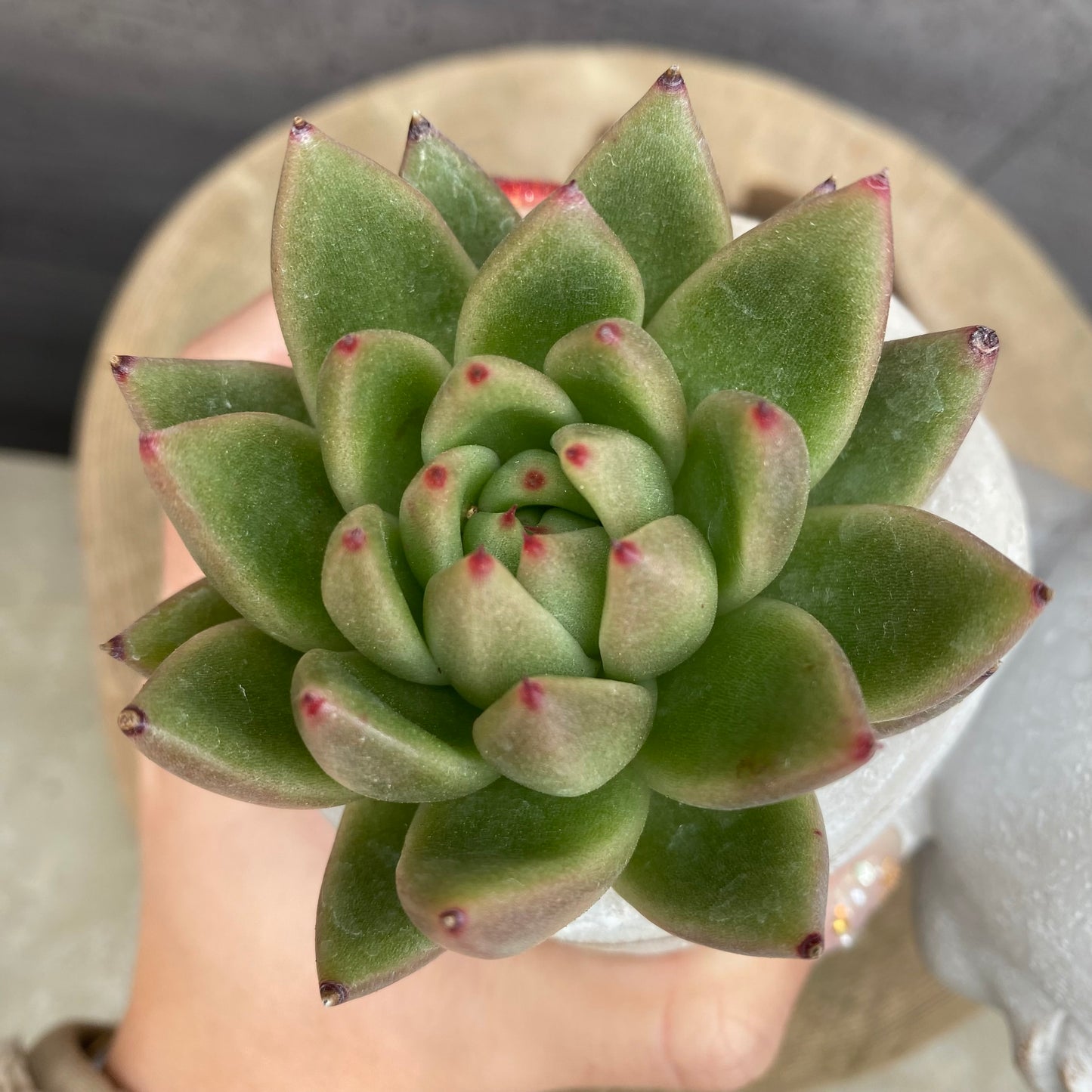 エケベリア　ホワイトミニマ錦/アガボイデスルメール　ガールポットD