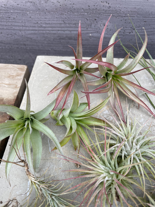 M54　ティランジア　24個セット