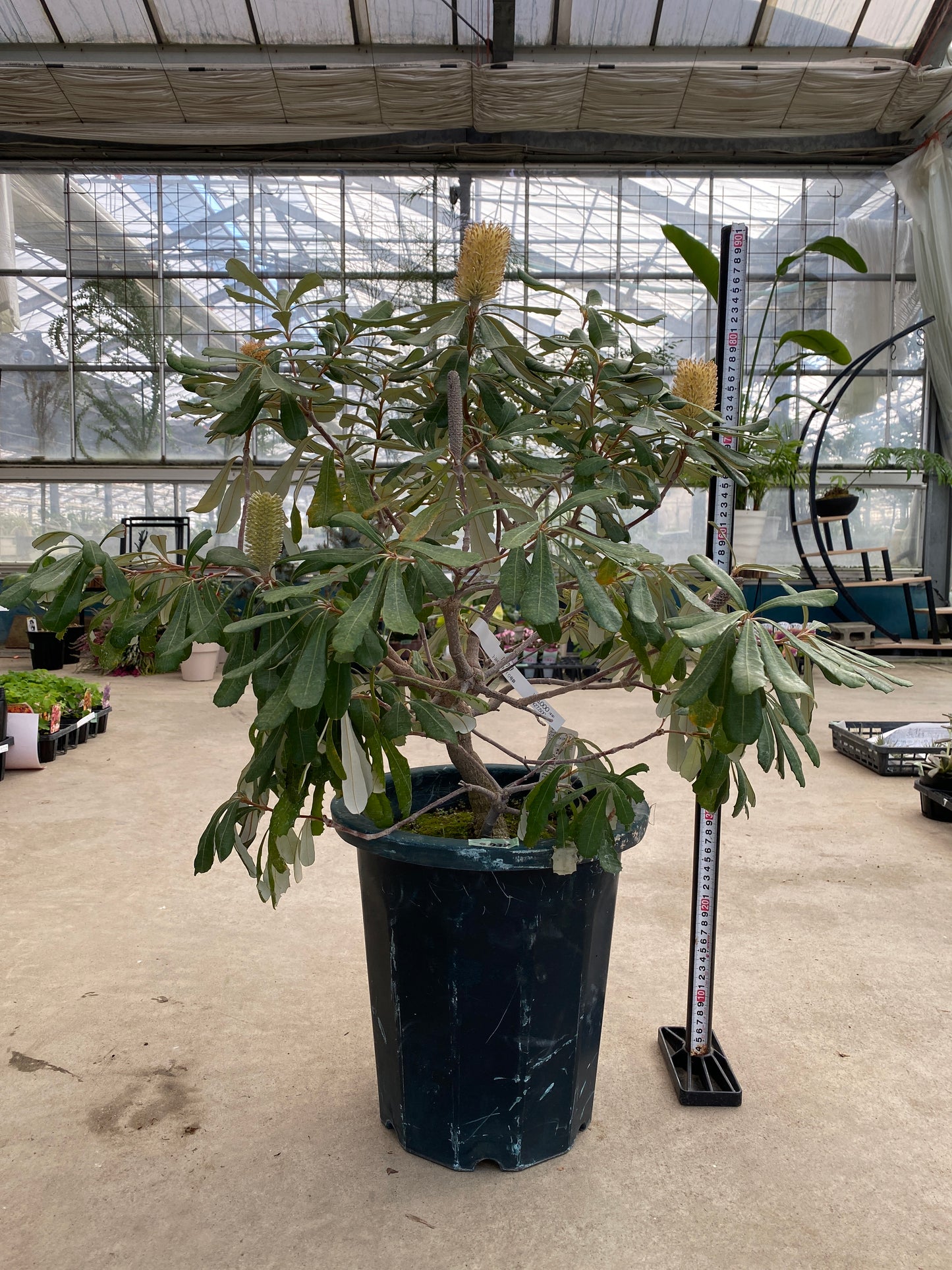 No.28038　コーストバンクシア　インテグリフォリア　10号鉢