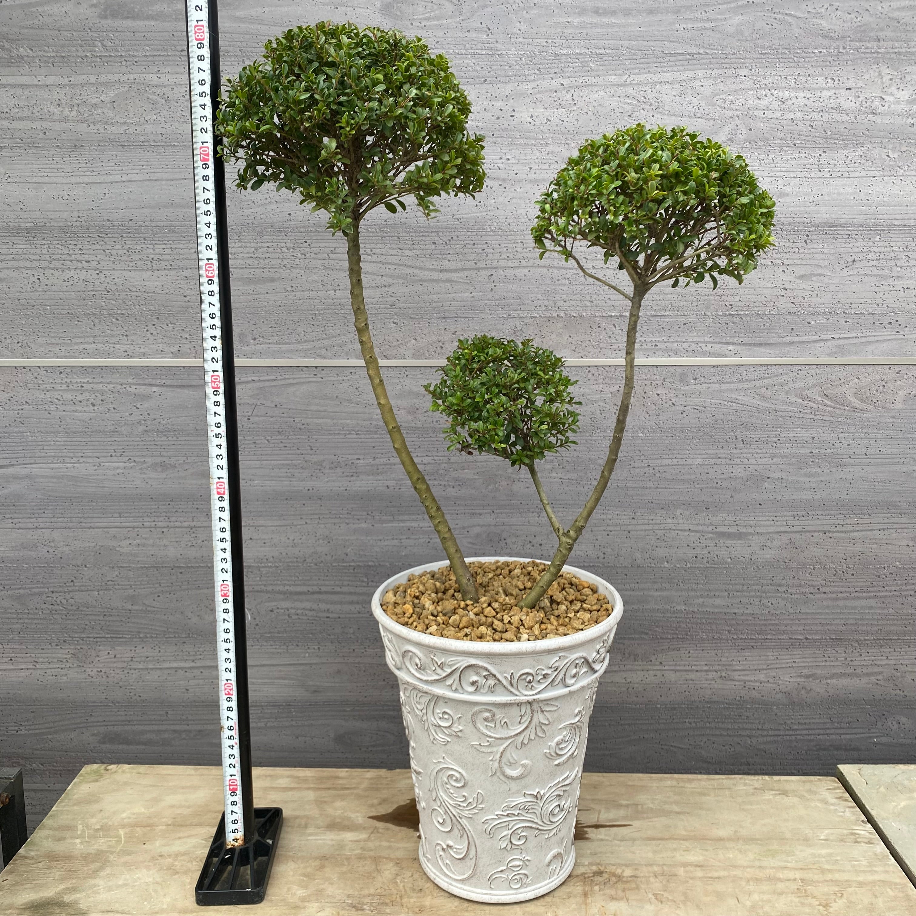 u*a様 人気♡パルプンテ♡極キレイパープル 2苗♡寄せ植え♡カゴ付き