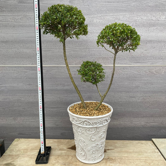 No.19003 キンメツゲ 3本仕立て ホワイトプラ鉢