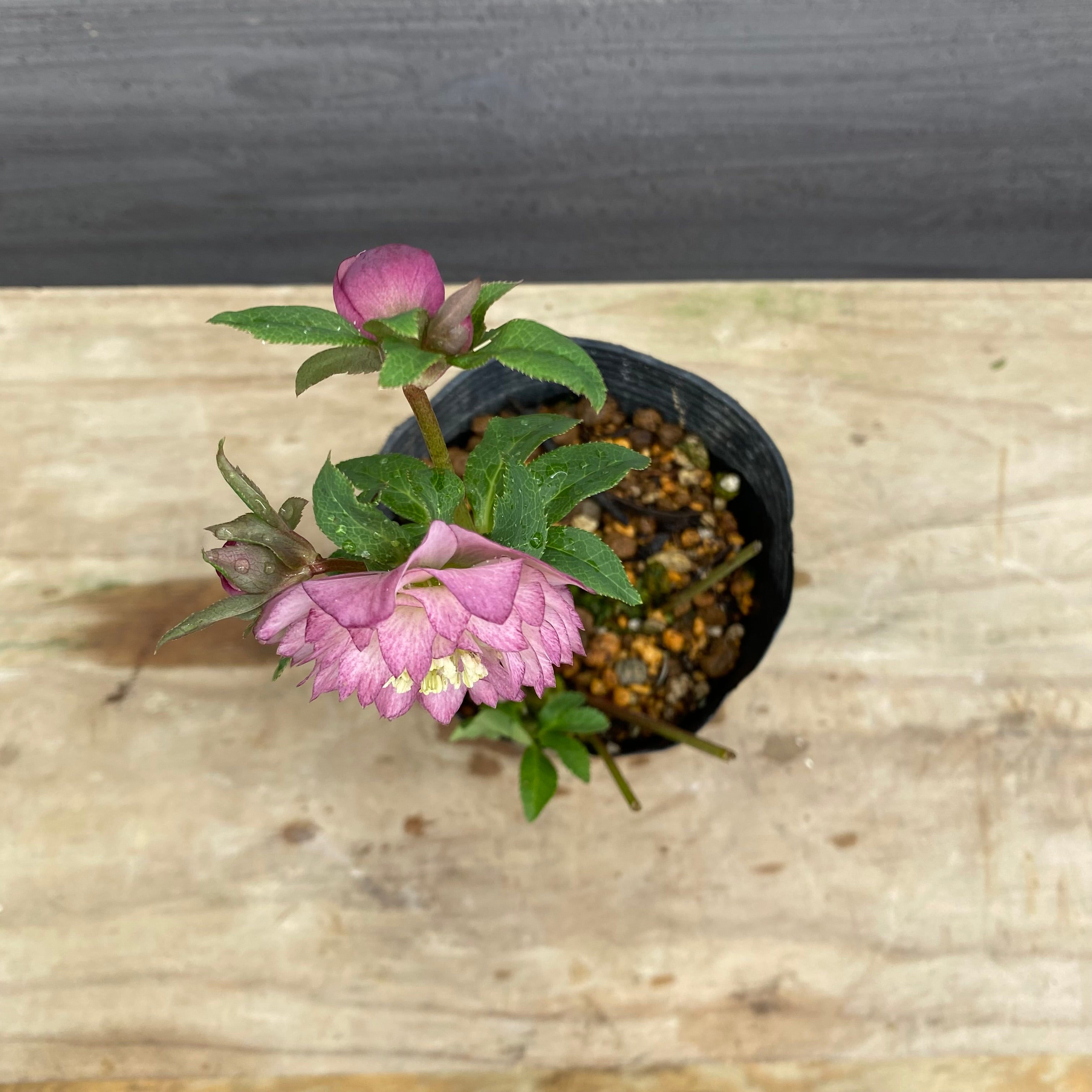 クリスマスローズ苗 即売会 No.27089 クリスマスローズ ダブル咲き 4号苗ポット – 植物家族