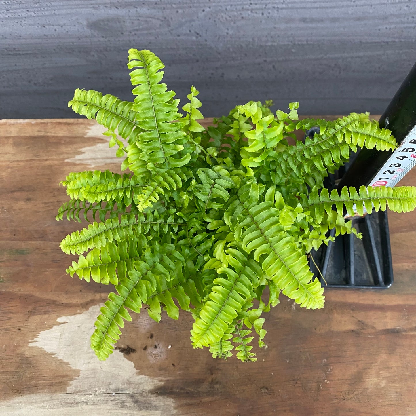 市場仕入れ即売会　No.25025　ツデイシダ　3号苗ポット