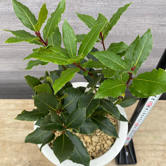 No.23013　月桂樹　ローリエ　7号おすすめ白ポット