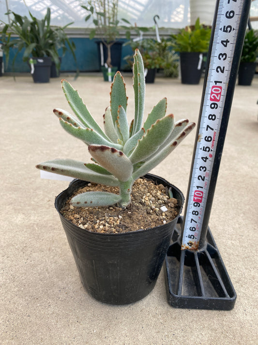 No.28016 多肉植物 4号苗ポット