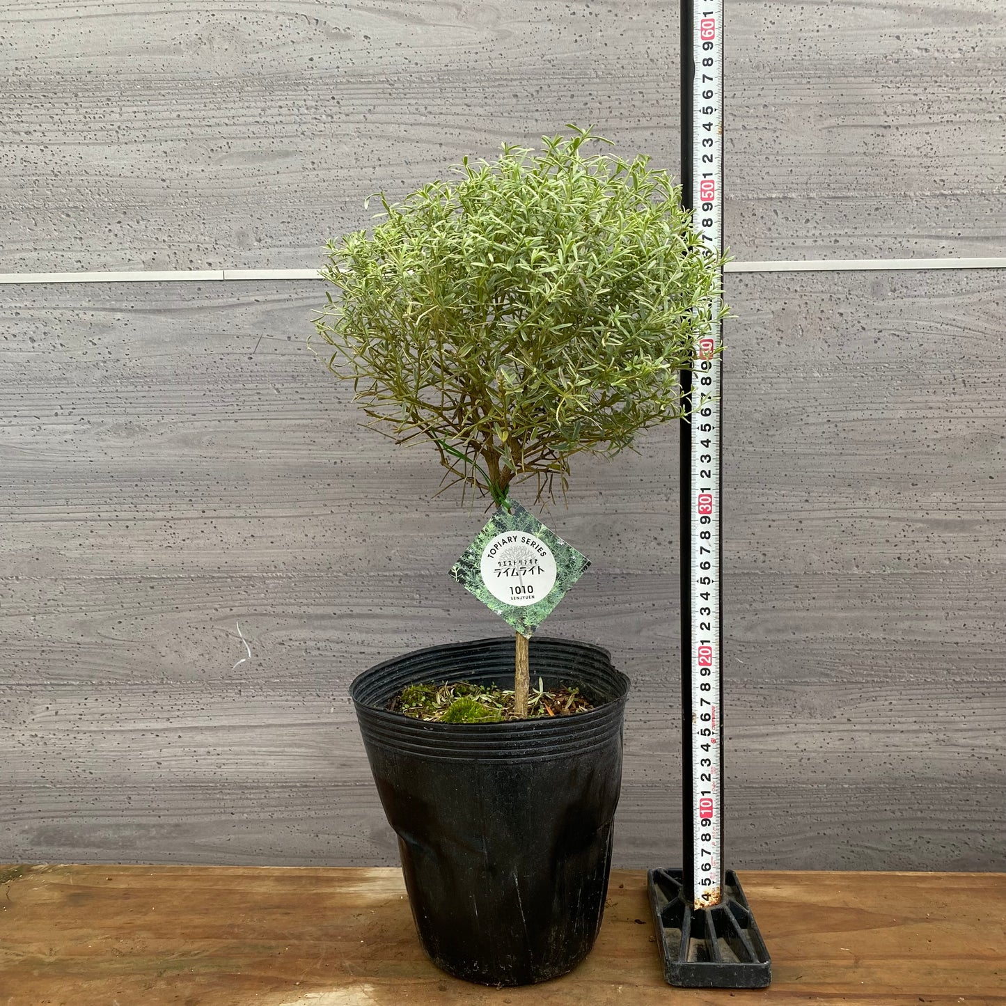 市場仕入れ即売会　No.25076　メラレウカ　ライムライト　6号苗ポット