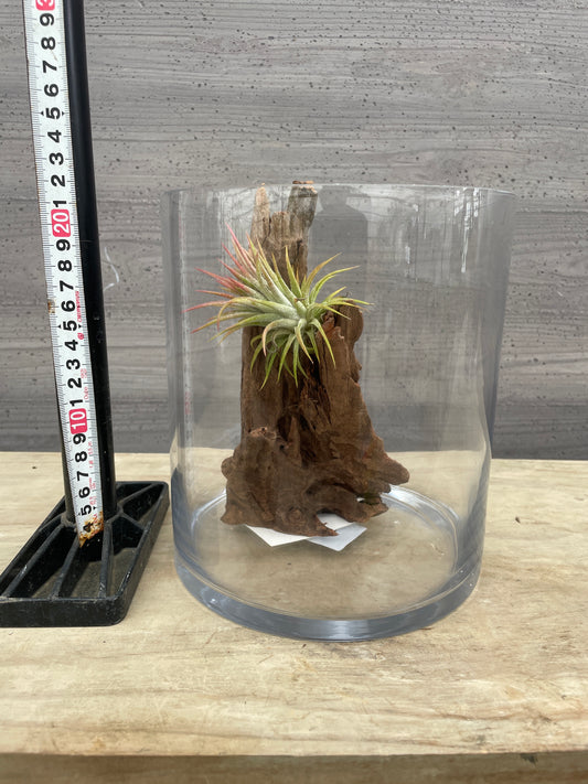 No.26006　ガラスベース/流木/ベラボンセット★アクアグループレゼント