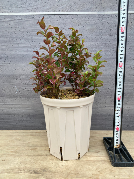 ルコテー カーリーレッド 6号スリット鉢/オリジナル色