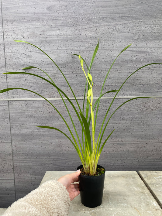 石田蘭園★和蘭　秋霞(香る蘭))　蘭用肥料プレゼント