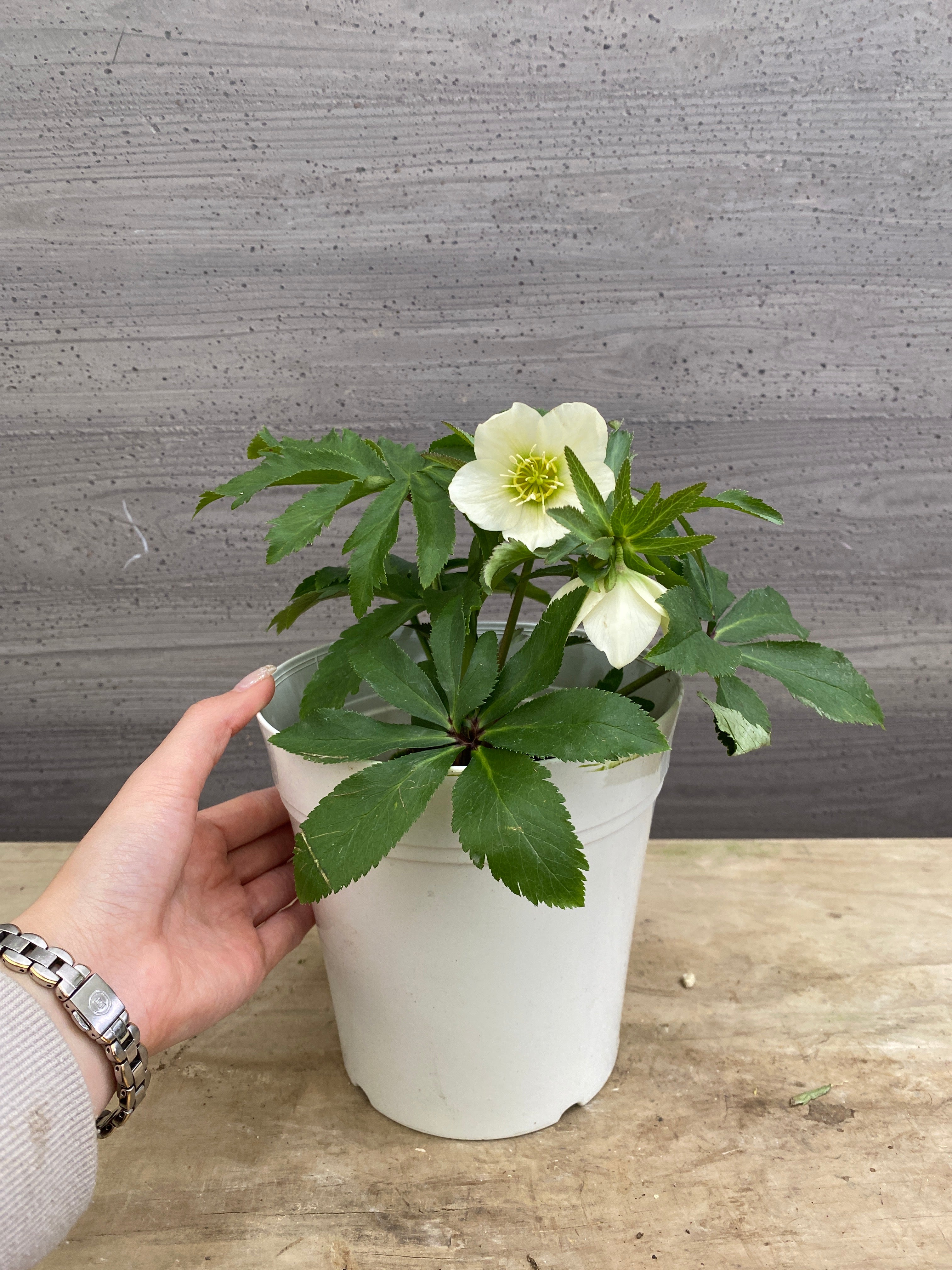 M052 ハイブリッドクリスマスローズ シングル 5号鉢 – 植物家族