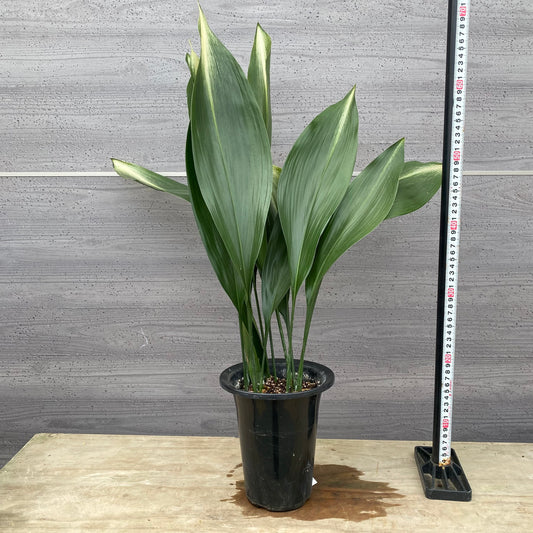 No.1309 旭葉蘭(アサヒハラン)5.5号鉢