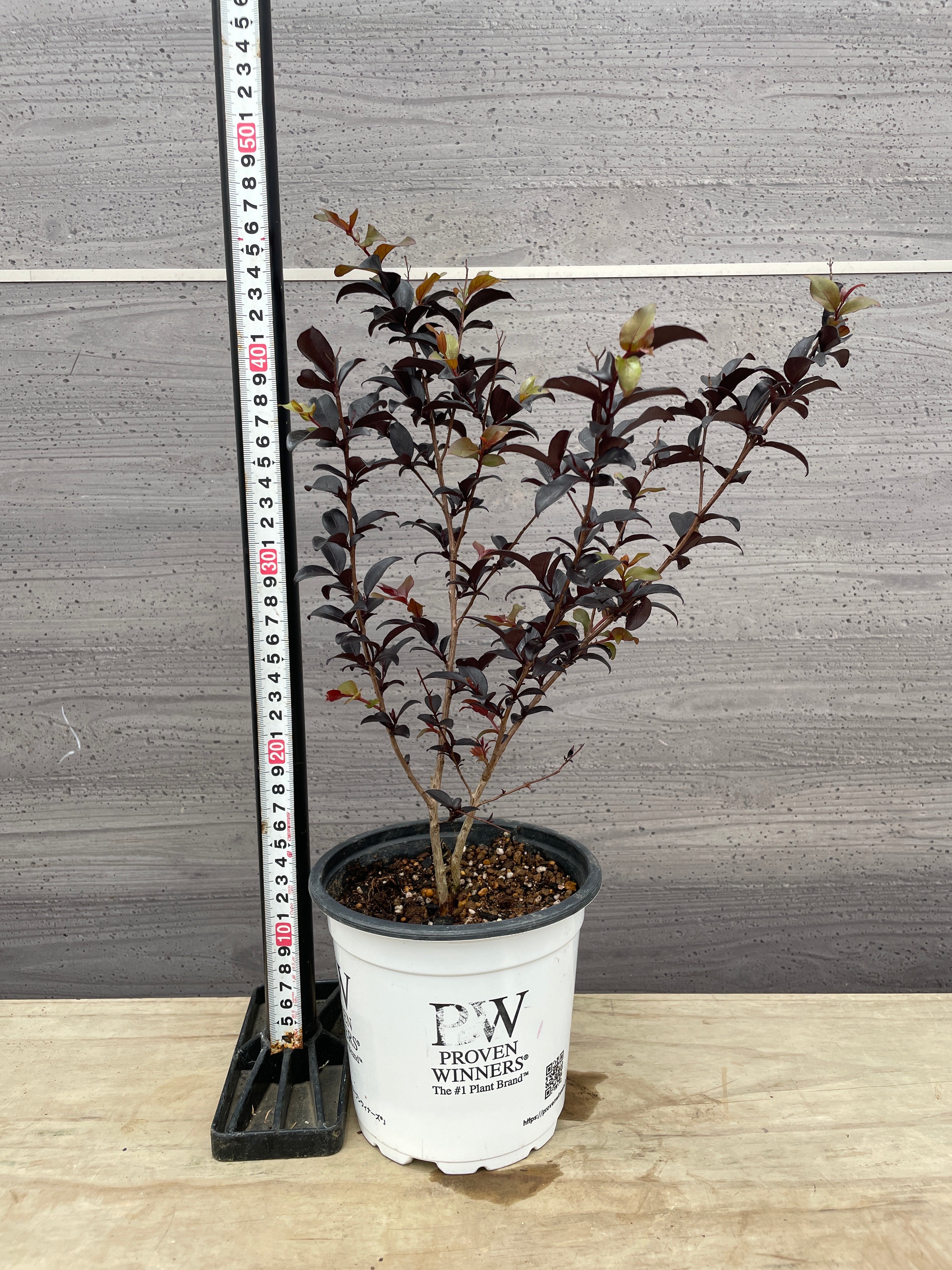 Pickup 全ての商品 – 植物家族