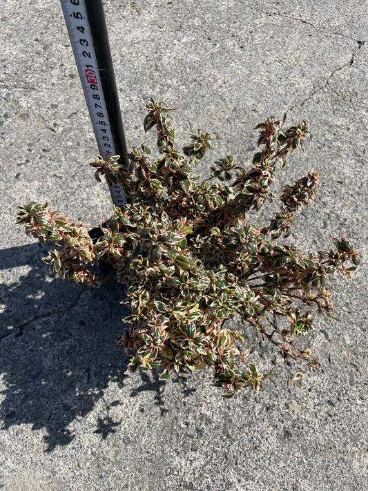 No.06068　岡本緑花　アベリア　マジックデイドリーム　5号苗ポット