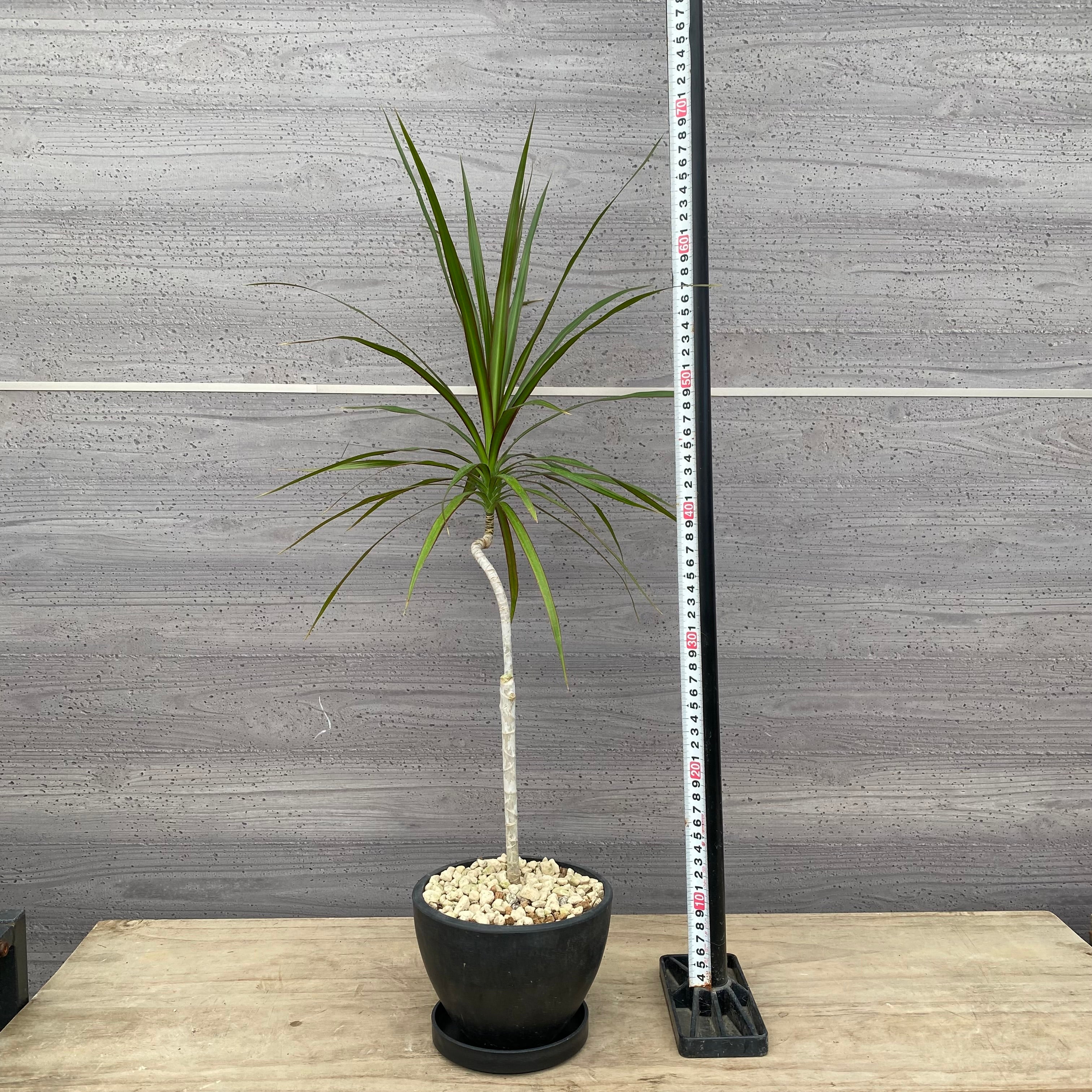 ブーゲンビリア❤︎専用ページ Pickup 全ての商品 – 植物家族