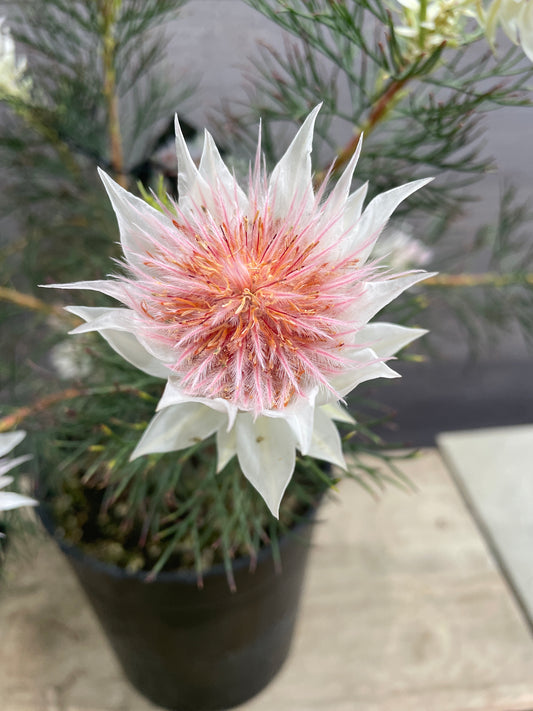 No.10007　セルリア　フロリダ　スパーブブラッシュ　7号鉢