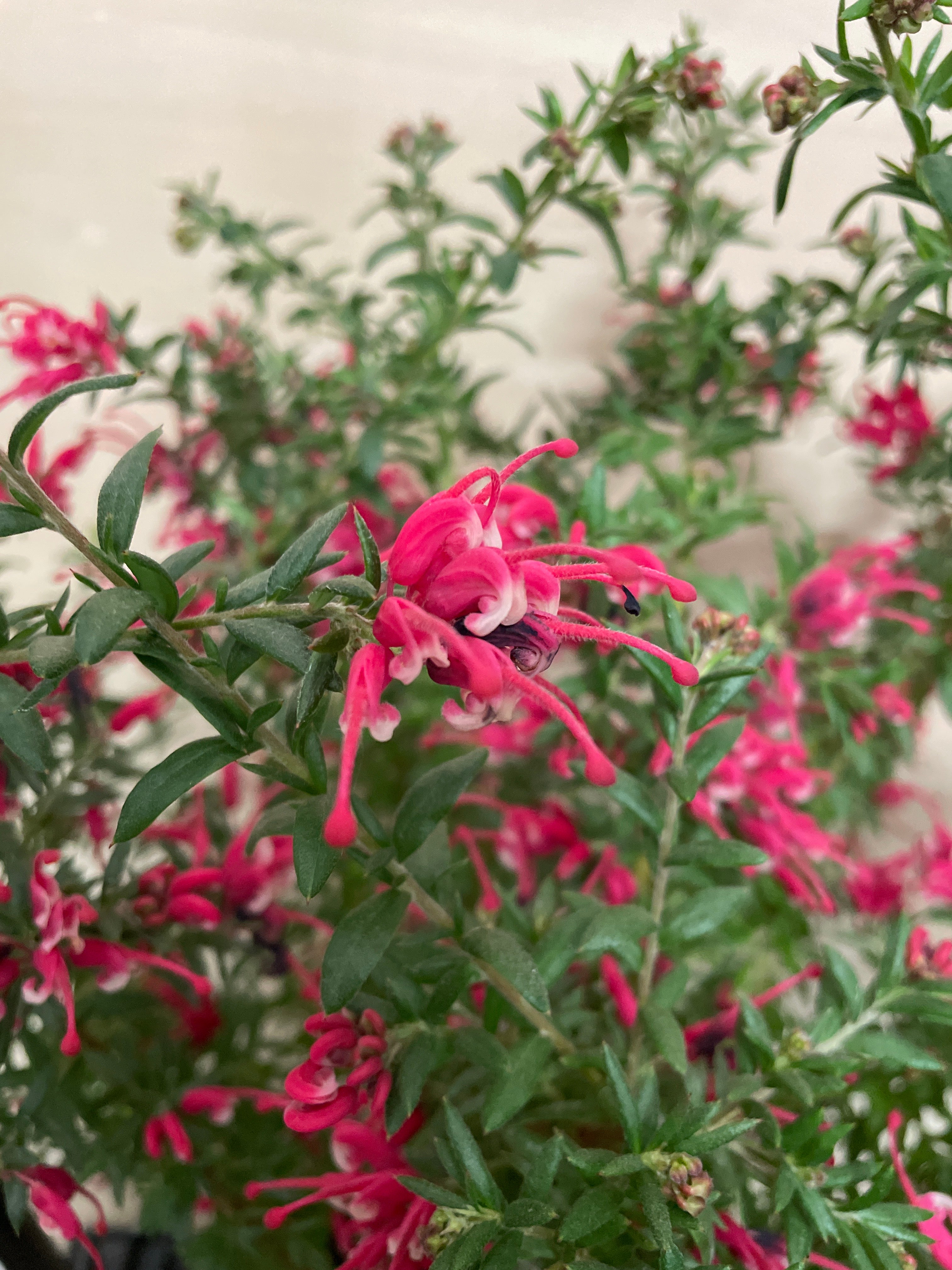 Pickup 全ての商品 – 植物家族