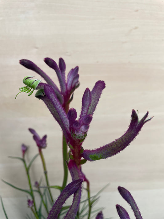 No.12016　カンガルーポー　セレブ　カーニヴァル　4.5号鉢