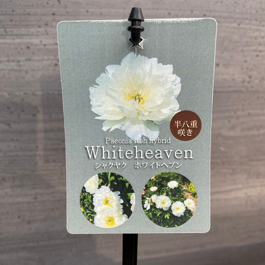 芍薬 ホワイトヘブン