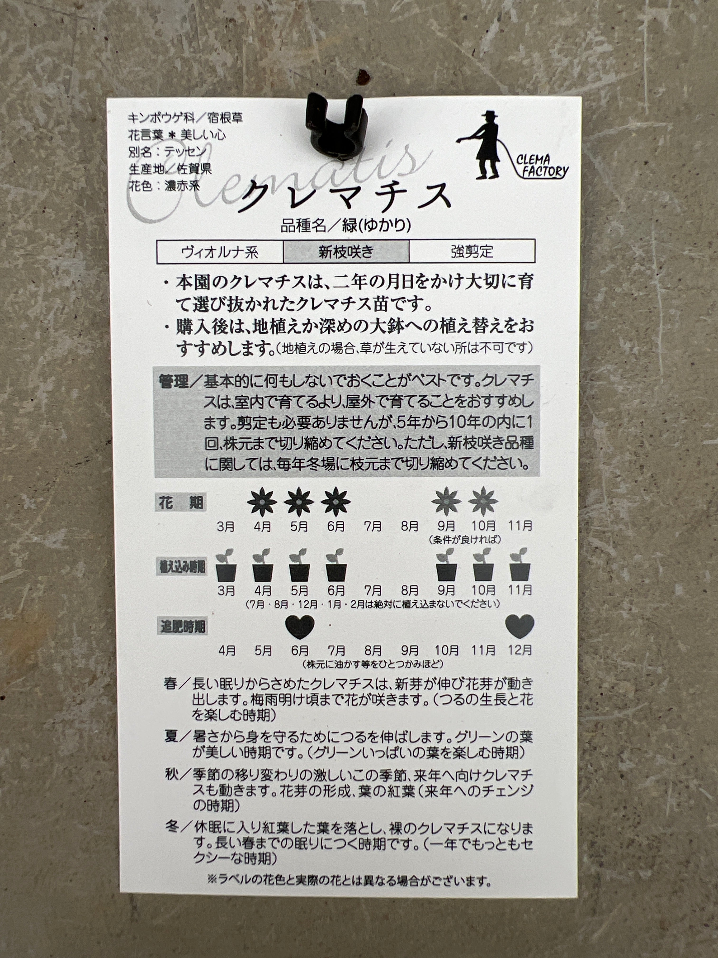クレマチス ヴィオルナ系 新枝咲き 緑（ゆかり） – 植物家族