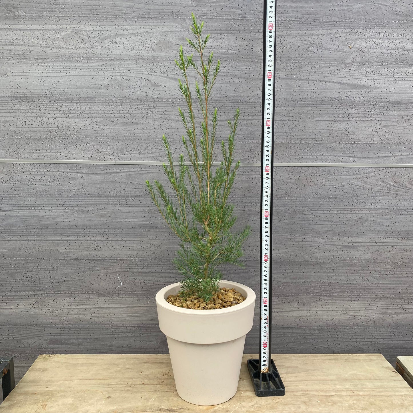 メラレウカ　アルタニフォリア　オリジナルポット