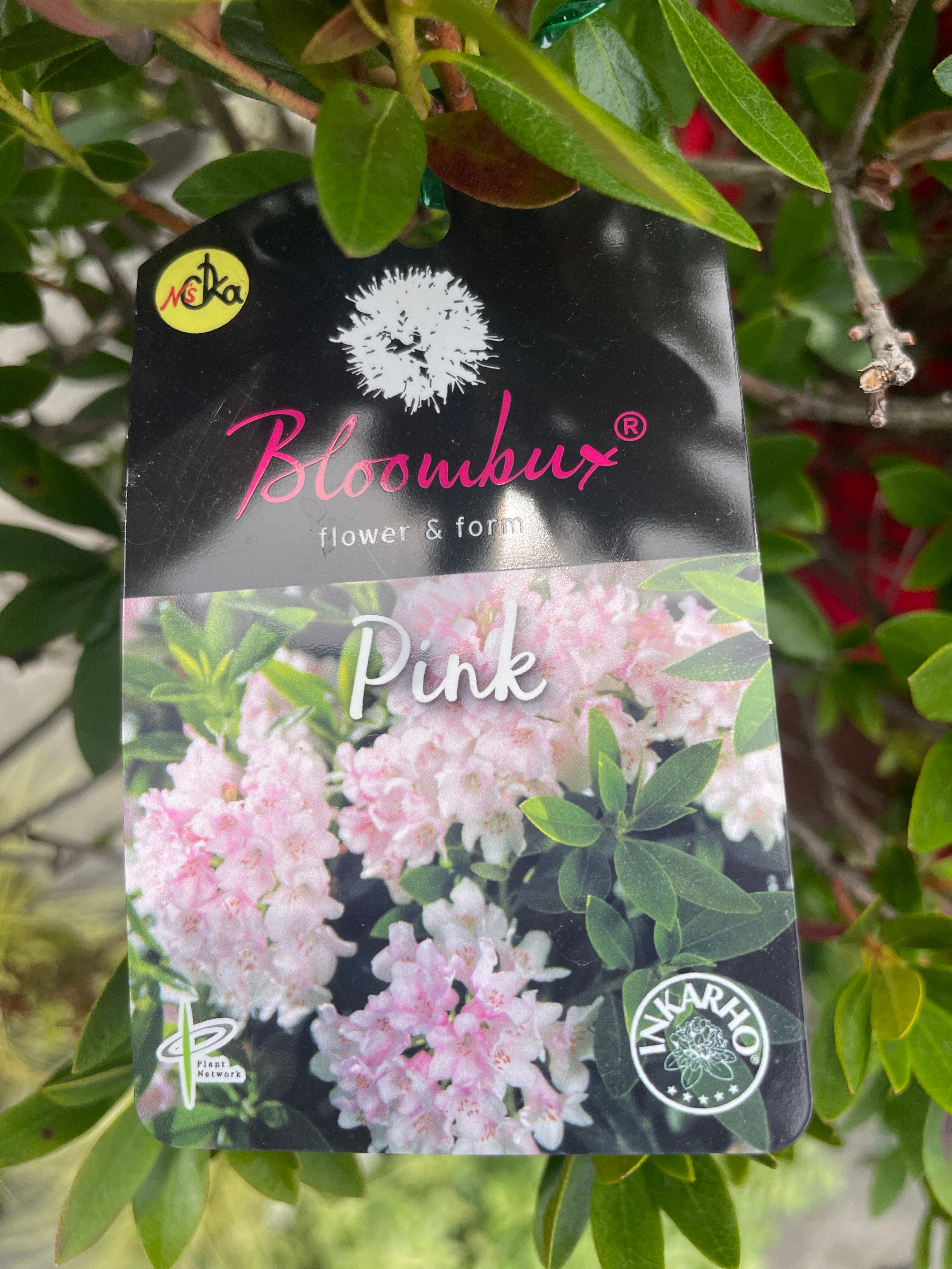 Pickup 全ての商品 – 植物家族
