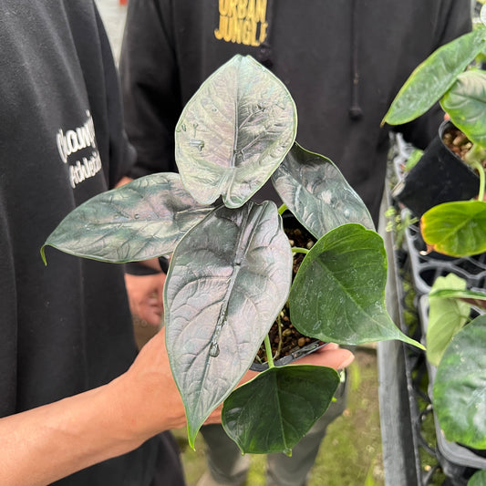 URBAN JUNGLE特集★U19　アロカシア　グリンユニコーン　3号鉢