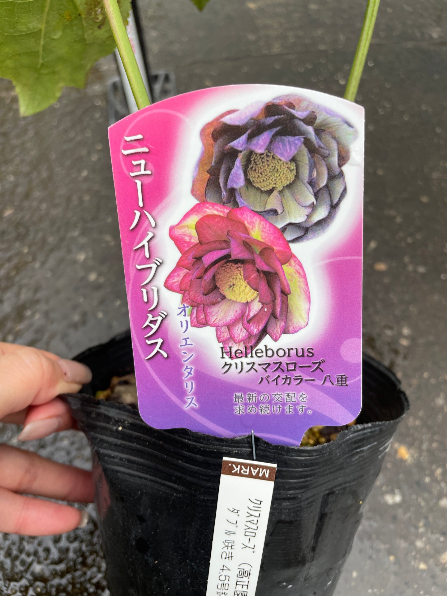 M41　クリスマスローズ　バイカラー八重　4.5号苗ポット
