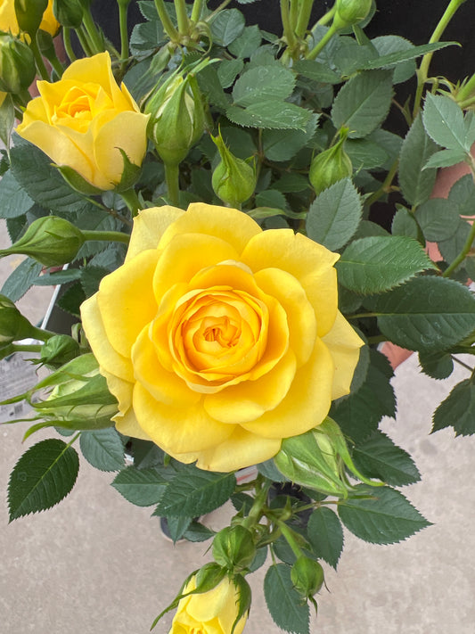 即売会SALE　No.28005　ミニバラ　スウィートボーイ　5号鉢　バッグ付き