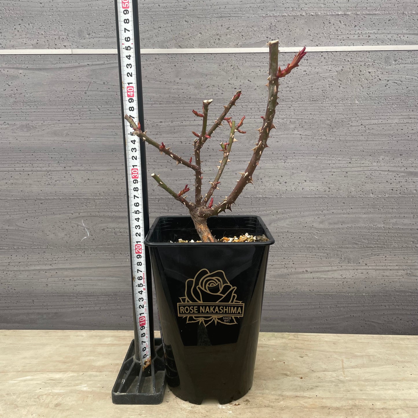 ローズなかしま★フレグランスローズ　ラフィーネ　5号鉢