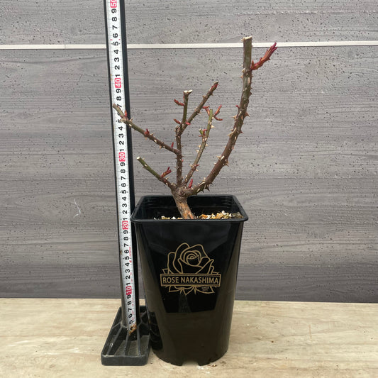 ローズなかしま★フレグランスローズ　ラフィーネ　5号鉢