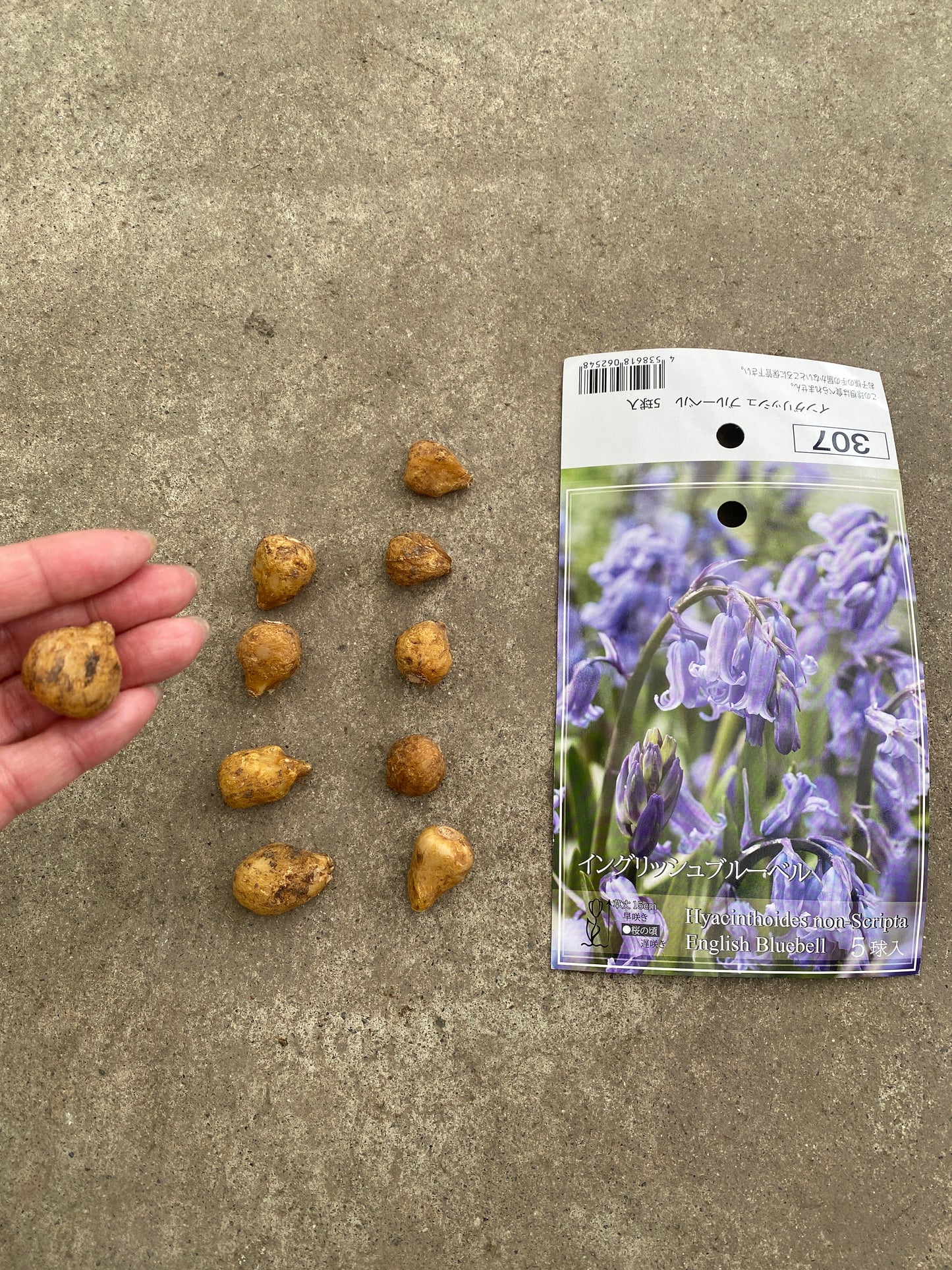 No.21001　球根　イングリッシュブルーベル　10球セット