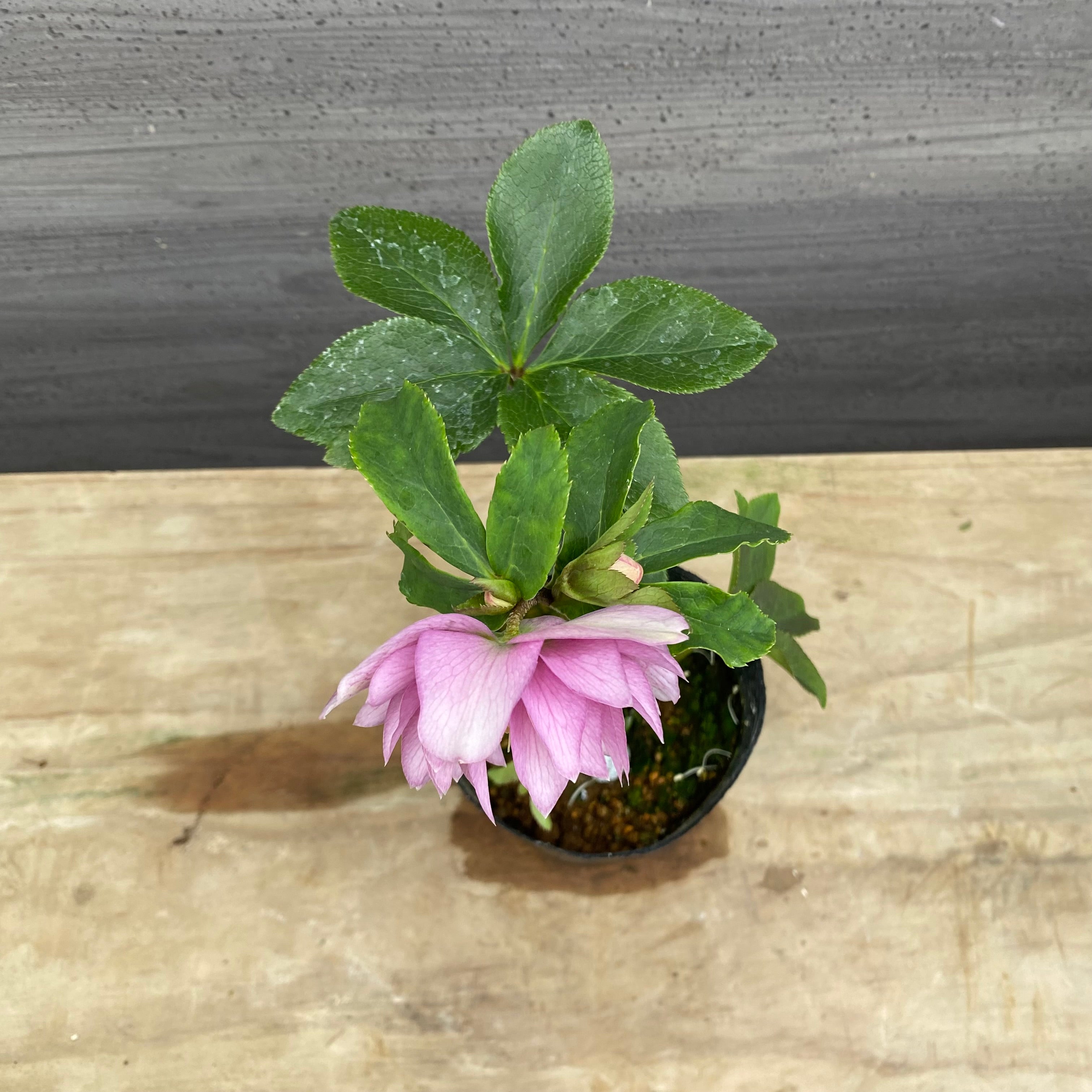 即売会 No.27100 クリスマスローズ ダブル咲き 3.5号苗ポット – 植物家族