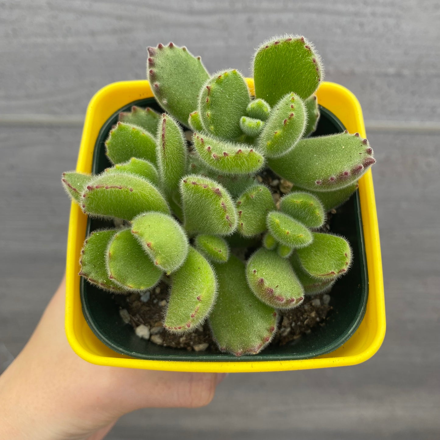 No.08003　多肉植物　5点セット