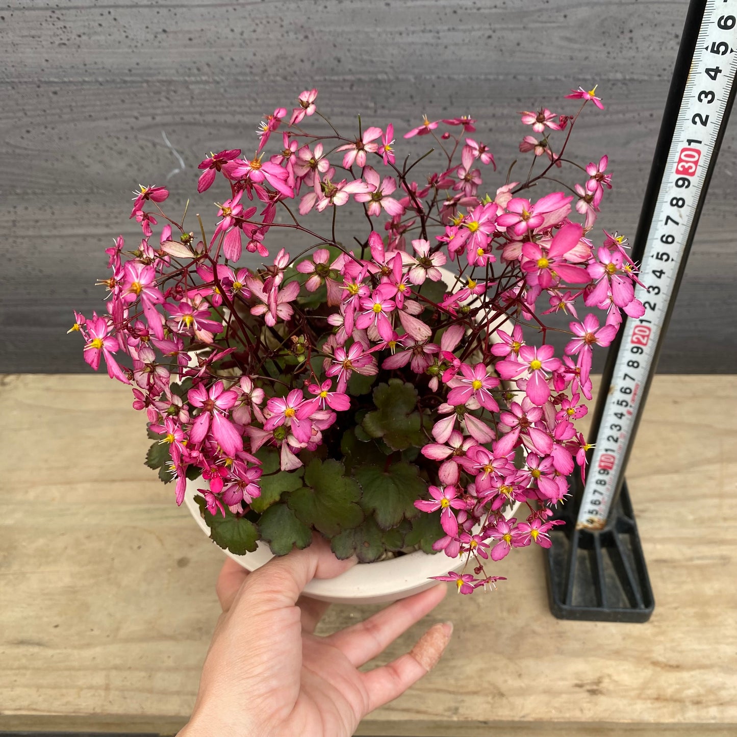 西洋大文字草　トニー　6号オリジナルポット