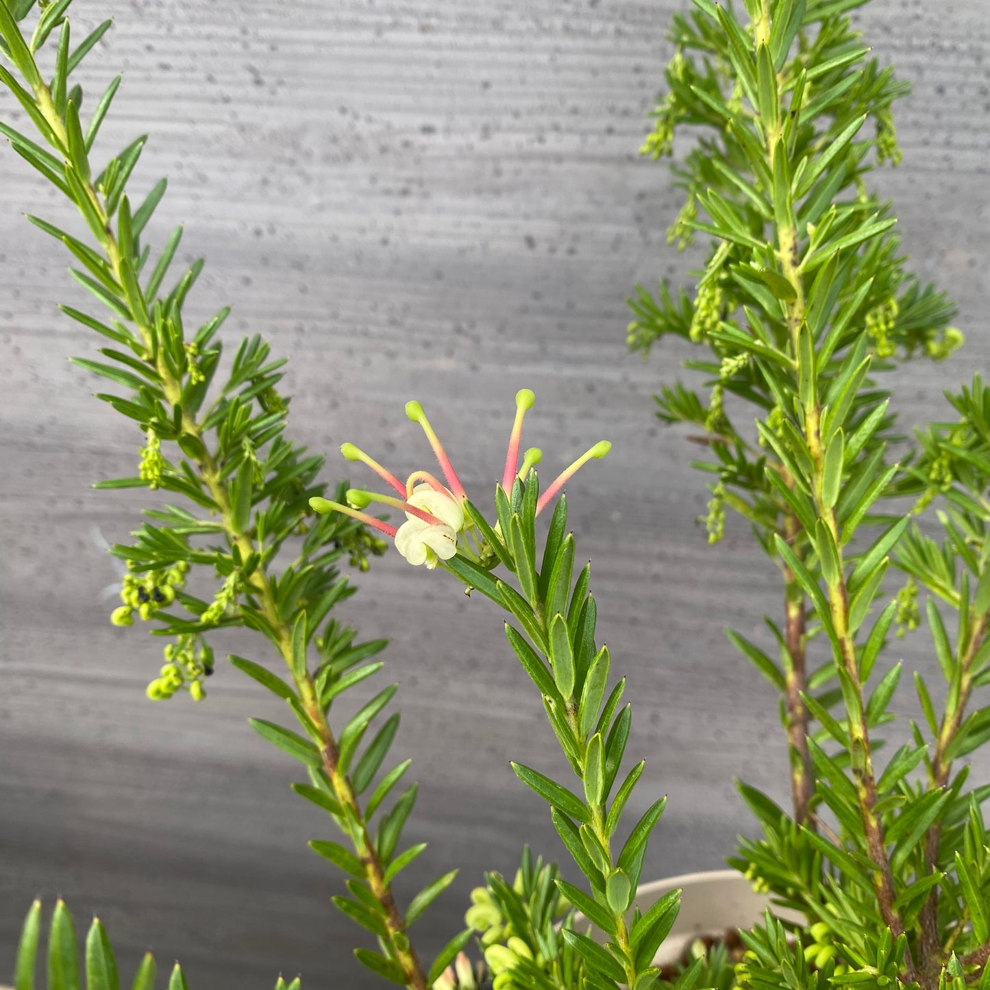 グレビレア　ジュビリーG　６号スリット鉢/オリジナル色