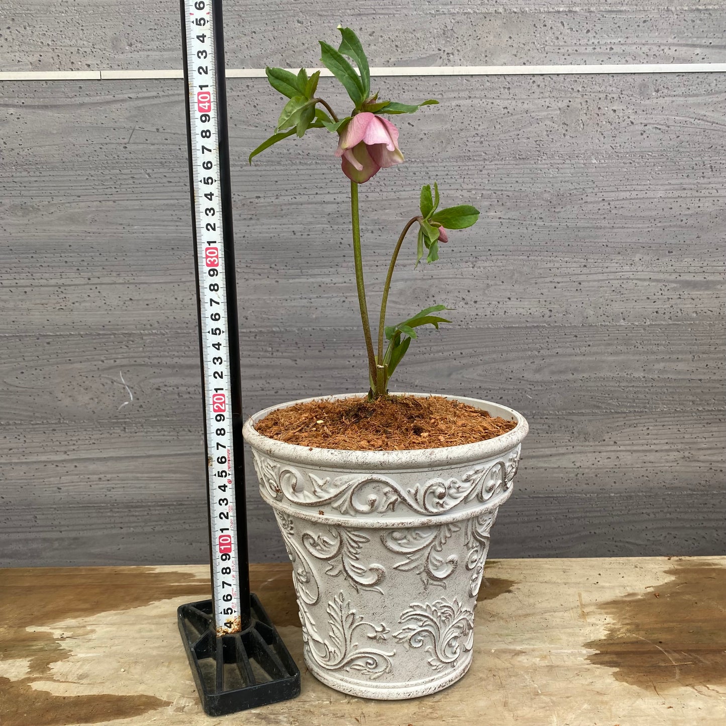 No.12014　クリスマスローズ　ホワイトゴールドプラ鉢