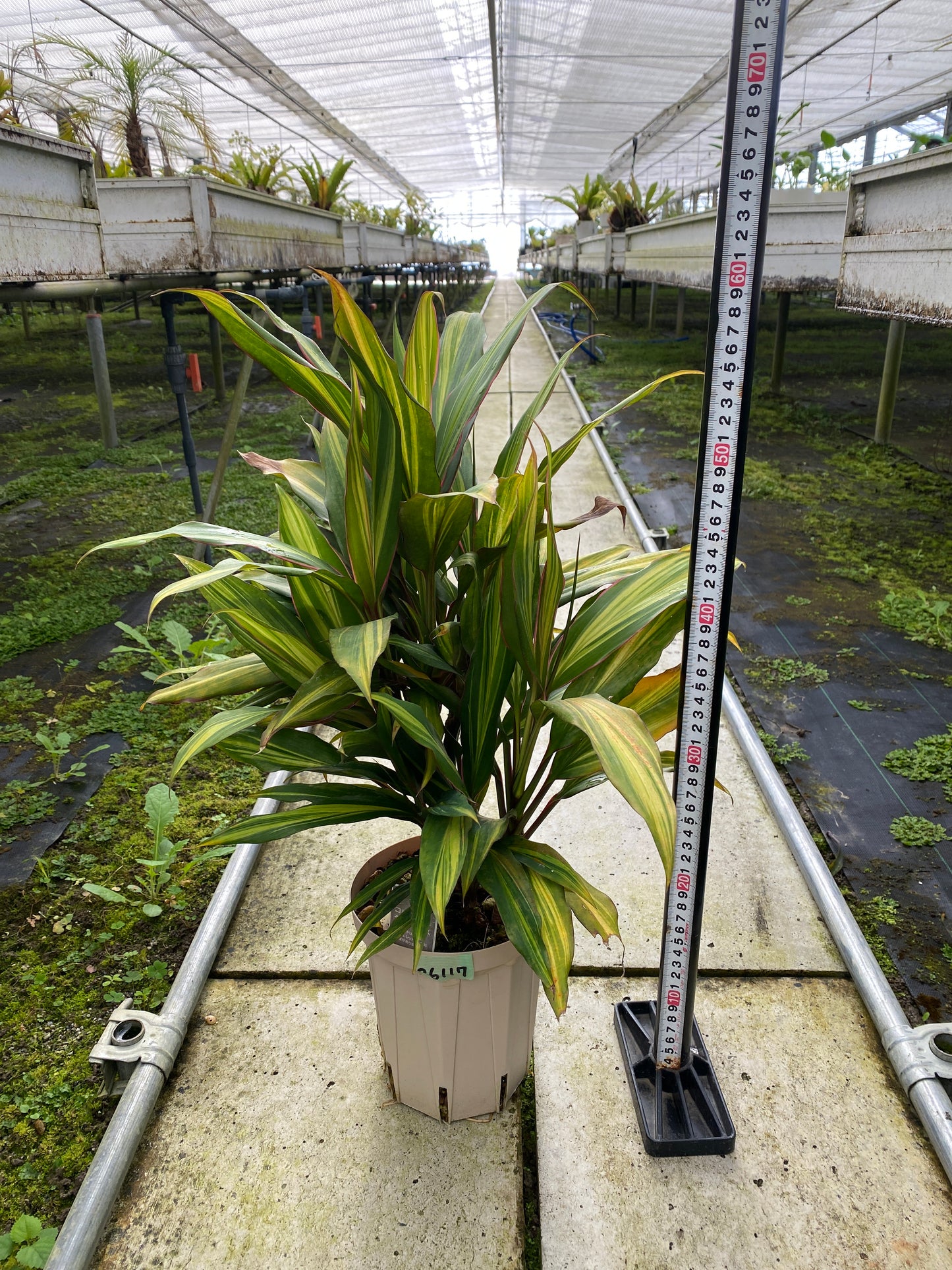 農場創業祭 No.26117　コルジリネ　ターミナリス　5号スリット鉢/オリジナル色