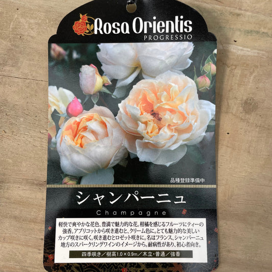 薔薇 シャンパーニュ 7号おすすめ白ポット PROGRESSIO