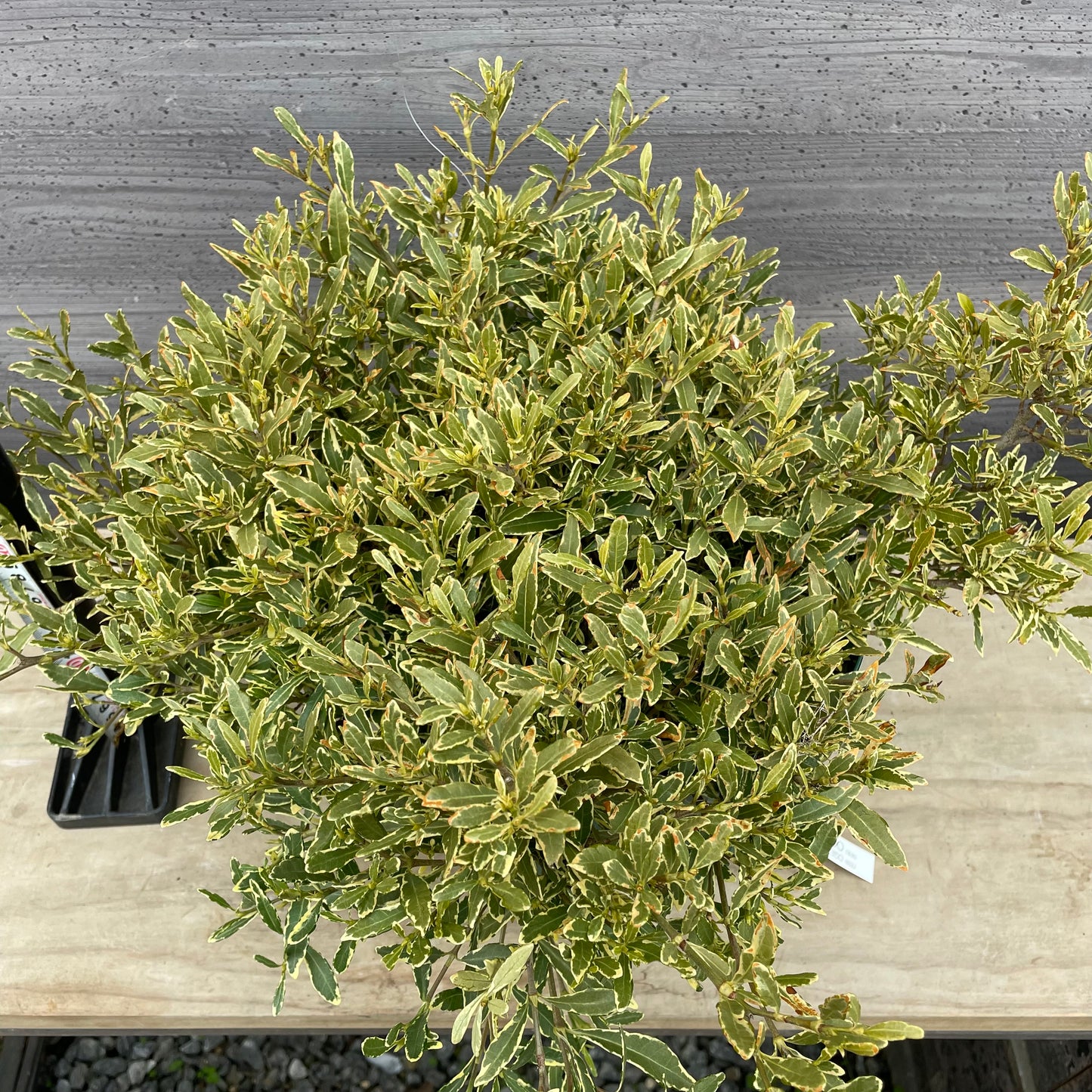 No.13003　姫クチナシ　斑入り　8号鉢